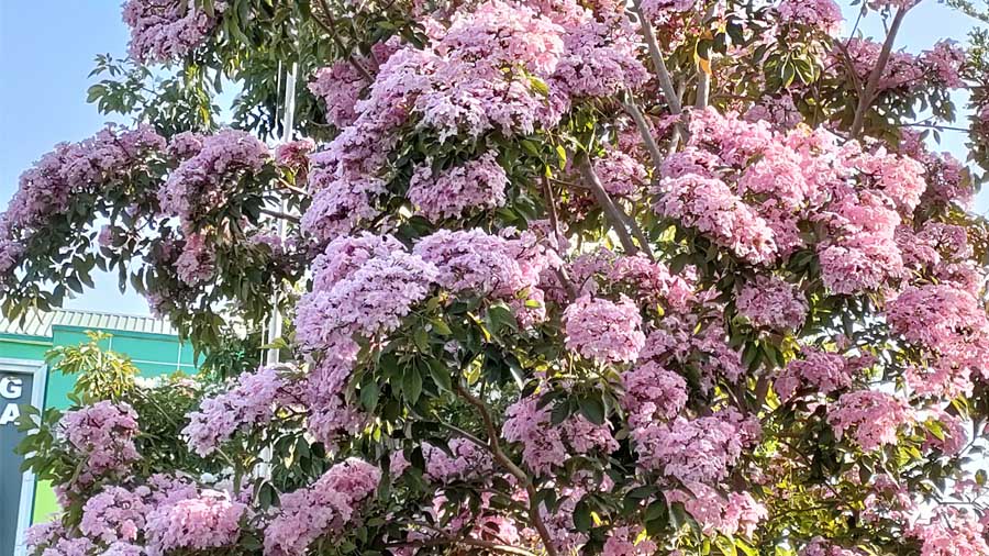 Tabebuya, Bunga Mirip Sakura Bermekaran di MAN 2 Probolinggo